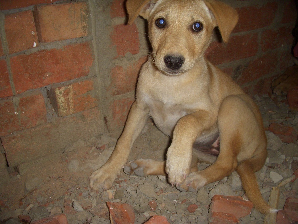 Adopt a Dog or Cat from Dahab