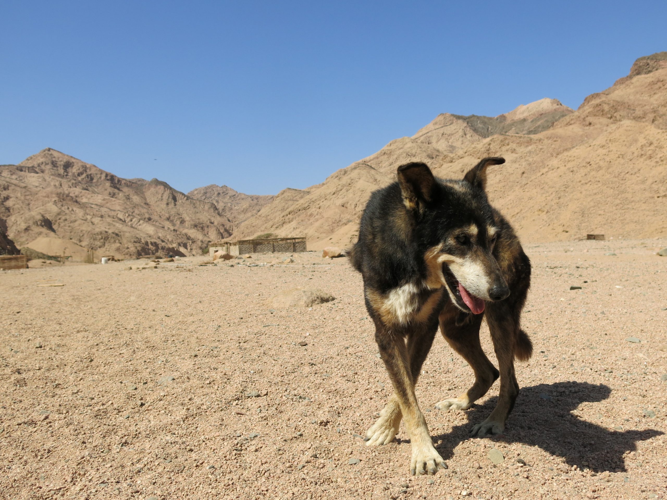 You are currently viewing The Dog Wadi – One Year Later