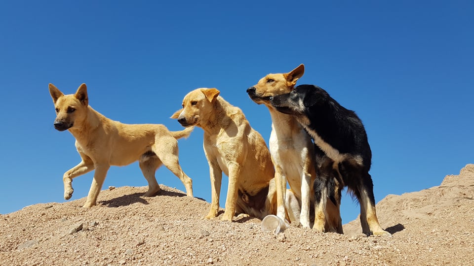 The Dog Wadi –  years later – Animal Welfare Dahab